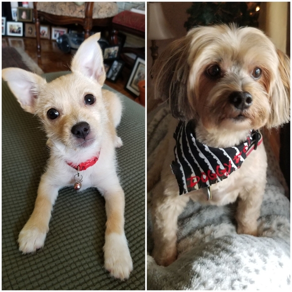 🐶Meet your Posher, Terri🐶 - Picture 5 of 16